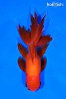5.25" ORANDA GOLDFISH