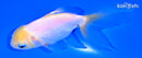 5" ORANDA GOLDFISH