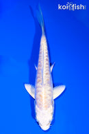 4" DOITSU HARIWAKE