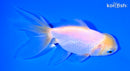5" ORANDA GOLDFISH