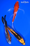 PACK OF (3) 5.5-7.5" IMPERFECT KOI PACK