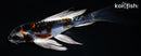 5.75" BENI KIKOKURYU BUTTERFLY