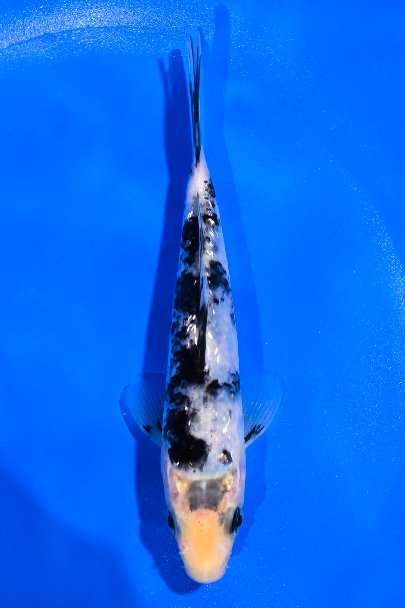 5" GINRIN MATSUKAWABAKE