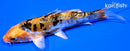 4.75" GINRIN DOITSU HEISEI NISHIKI