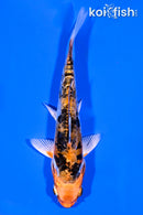 4.75" GINRIN DOITSU HEISEI NISHIKI