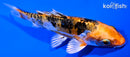 4.75" GINRIN DOITSU HEISEI NISHIKI