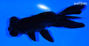 5.25" TELESCOPE FANTAIL GOLDFISH