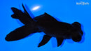 5.25" TELESCOPE FANTAIL GOLDFISH