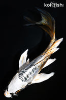 5.75" ARAGOKE BENI KIKOKURYU BUTTERFLY
