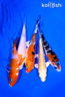PACK OF (5) 3.5-4.5" STANDARD KOI