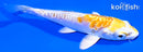 4.5" DOITSU LEMON HARIWAKE