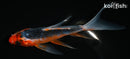 5" ASAGI BUTTERFLY