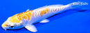 4.5" DOITSU LEMON HARIWAKE