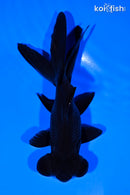 5.25" TELESCOPE FANTAIL GOLDFISH
