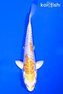 4.5" DOITSU LEMON HARIWAKE