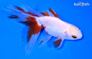 4.75" ORANDA GOLDFISH