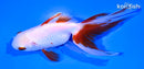 4.75" ORANDA GOLDFISH