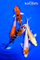 PACK OF (5) 3.5-4.5" STANDARD KOI