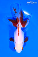 4.75" ORANDA GOLDFISH