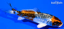 3.75" BENI KIKOKURYU