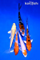 PACK OF (5) 3.5-4.5" STANDARD KOI