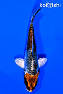3.75" BENI KIKOKURYU