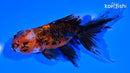 4.75" CALICO ORANDA GOLDFISH