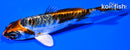 3.75" BENI KIKOKURYU