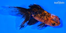 4.75" CALICO ORANDA GOLDFISH