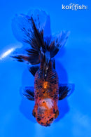 4.75" CALICO ORANDA GOLDFISH