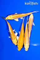 PACK OF (5) 4-4.25 YAMABUKI OGON STANDARD KOI