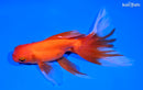 6.25" ORANDA GOLDFISH