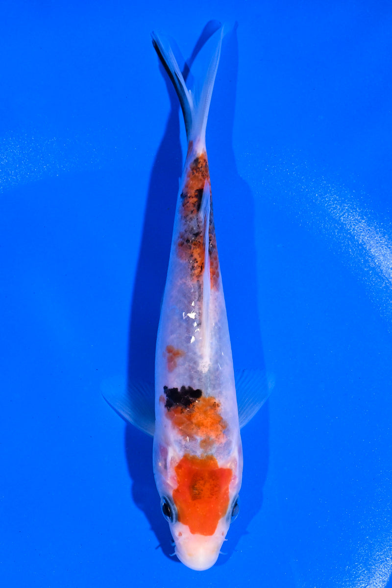 5.5" SANKE