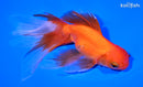 6.25" ORANDA GOLDFISH