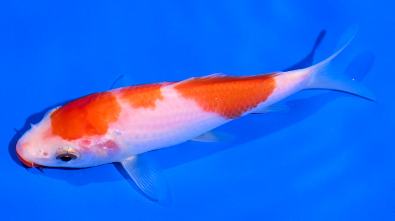 5" KUCHIBENI KOHAKU