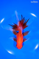 6.25" ORANDA GOLDFISH