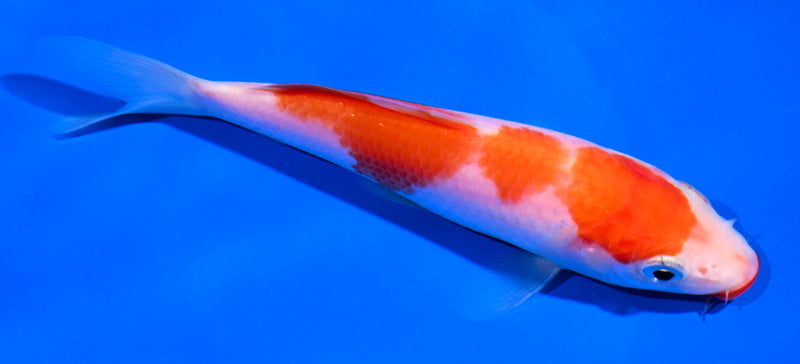 5" KUCHIBENI KOHAKU