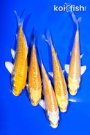 PACK OF (5) 4-4.25 YAMABUKI OGON STANDARD KOI