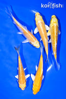 PACK OF (5) 4-4.25 YAMABUKI OGON STANDARD KOI
