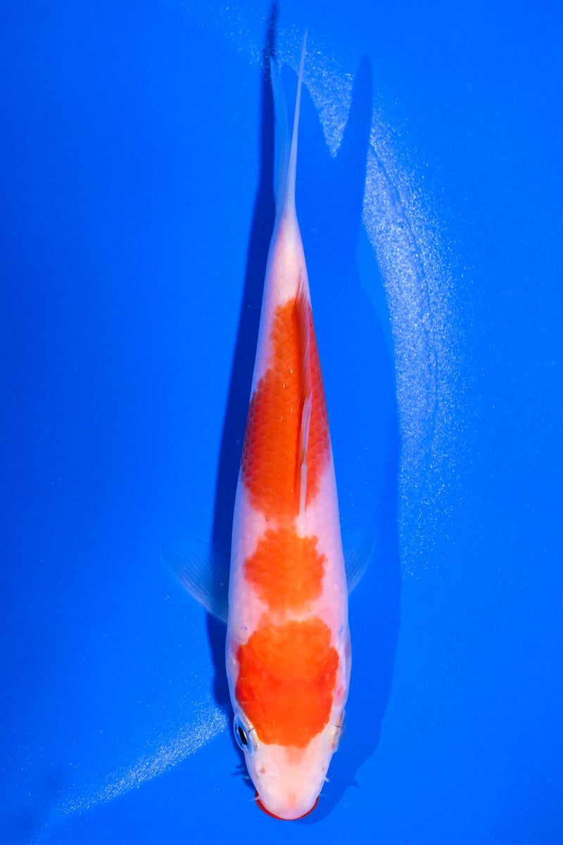 5" KUCHIBENI KOHAKU