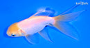 5.5" ORANDA GOLDFISH