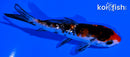 4.25" GINRIN SHOWA