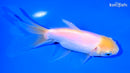 5.5" ORANDA GOLDFISH