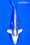 4.5" GINRIN KIKOKURYU