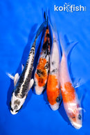 PACK OF (4) 4.25-4.75" STANDARD KOI