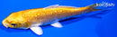 4.25" GINRIN YAMABUKI OGON