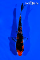 4.25" GINRIN SHOWA