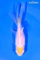5.5" ORANDA GOLDFISH