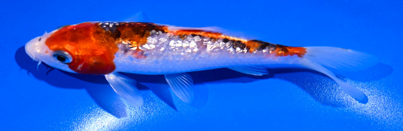5" GINRIN GOROMO