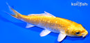 4.25" GINRIN YAMABUKI OGON